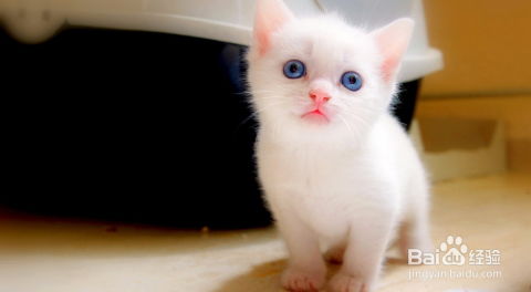 在上海如何注冊一家寵物用品公司